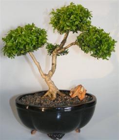 Japanese Kingsville Boxwood Bonsai Tree <br><i>(buxus microphylla compacta)</i>