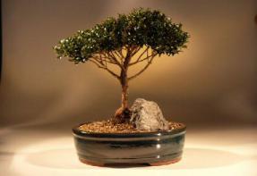 Brush Cherry Bonsai Tree<br><i>(eugenia myrtifolia)</i>