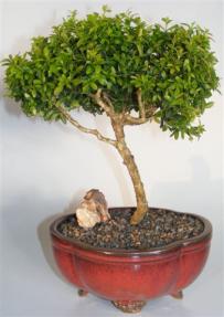 Japanese Kingsville Boxwood Bonsai Tree <br><i>(buxus microphylla compacta)</i>