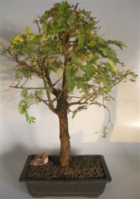 Flowering Tamarind Bonsai Tree <br>(tamarindus indica)</i>