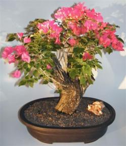 Bougainvillea - Flowering Vine <br><i>(Pink Pixie)</i>