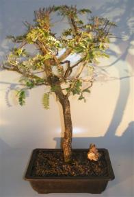 Flowering Tamarind Bonsai Tree<br>(tamarindus indica)</i>