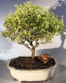 Flowering Tropical Boxwood Bonsai Tree <br><i></i>(neea buxifolia)