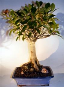 Ficus Retusa Bonsai Tree <br>Root Over Rock<br><i>(ficus retusa)</i>