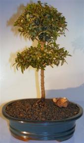 Flowering Brush Cherry Bonsai Tree <br>