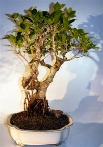 Ficus Retusa Bonsai Tree <br>Curved Trunk with Banyan Roots <br><i>(ficus retusa)</i>