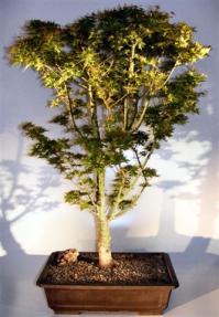 Japanese Green Maple Bonsai Tree <br><i>(acer palmatum 'Kotohime')</i>