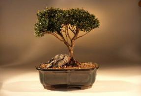 Brush Cherry Bonsai Tree<br><i>(eugenia myrtifolia)</i>