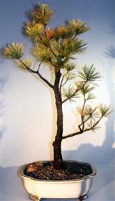 Japanese White Pine Bonsai Tree <br><i>(pinus parviflora 'bergman')</i>