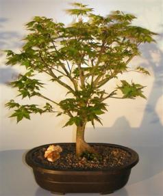 Japanese Maple Bonsai Tree <br><i>(acer palmatum 'Kashima Yatsubusa')</i>