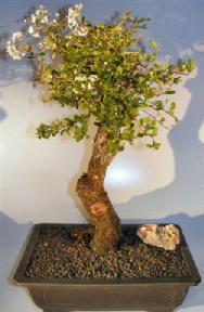 Flowering Walter's Viburnum Bonsai Tree<br><i> (viburnum obavatum)</i>