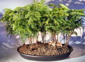 Norfolk Island Pine Bonsai Tree Forest Seven Cluster Planting<br><i> (araucaria heterophila)</i>