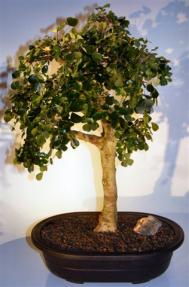 Flowering Campeche Bonsai Tree<br><i>(haematoxylum campechianum)</i>