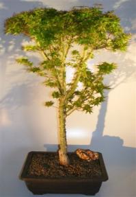 Japanese Green Maple Bonsai Tree <br><i>(acer palmatum 'Kotohime')</i>