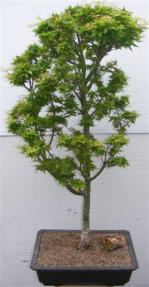 Japanese Green Maple Bonsai Tree <br><i>(acer palmatum 'Kotohime')</i>