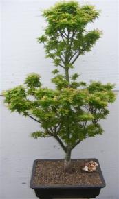 Japanese Green Maple Bonsai Tree <br><i>(acer palmatum 'Kotohime')</i>