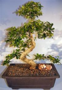 Flowering Fukien Tea Bonsai Tree<br>Curved Trunk & Tiered Branching<br><i>(ehretia microphylla)</i>