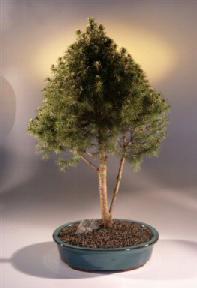 Alberta Spruce Bonsai Tree<br><i>(picea glauca conica)</i>