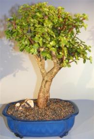 Baby Jade Bonsai Tree <br><i>(portulacaria afra)</i>