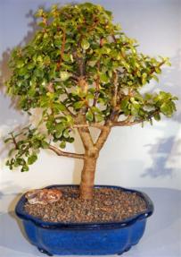 Baby Jade Bonsai Tree <br><i>(portulacaria afra)</i>