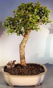 Baby Jade Bonsai Tree <br><i>(portulacaria afra)</i>