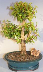 Baby Jade Bonsai Tree <br><i>(portulacaria afra)</i>