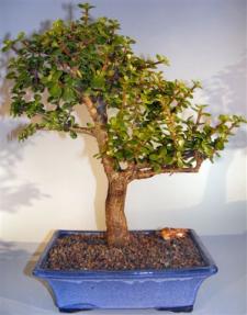 Baby Jade Bonsai Tree <br><i>(portulacaria afra)</i>