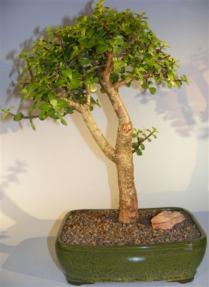 Baby Jade Bonsai Tree <br><i>(portulacaria afra)</i>