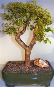 Baby Jade Bonsai Tree <br><i>(portulacaria afra)</i>