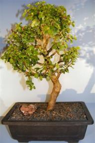 Baby Jade Bonsai Tree <br><i>(portulacaria afra)</i>