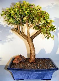 Baby Jade Bonsai Tree <br><i>(portulacaria afra)</i>