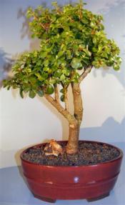 Baby Jade Bonsai Tree <br><i>(portulacaria afra)</i>