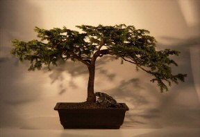 Bird's Nest Spruce Bonsai Tree<br><i>(picea abies 'nidiformis')</i>