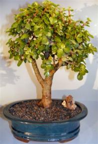 Baby Jade Bonsai Tree <br><i>(portulacaria afra)</i>