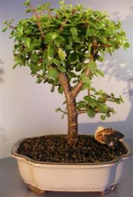 Baby Jade Bonsai Tree <br><i>(portulacaria afra)</i>