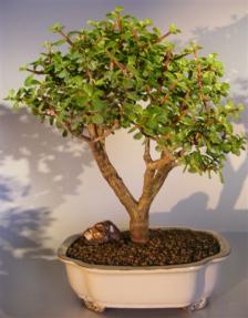 Baby Jade Bonsai Tree <br><i>(portulacaria afra)</i>