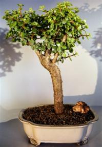 Baby Jade Bonsai Tree <br><i>(portulacaria afra)</i>