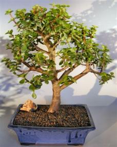 Baby Jade Bonsai Tree <br><i>(portulacaria afra)</i>