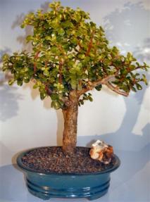 Baby Jade Bonsai Tree <br><i>(portulacaria afra)</i>