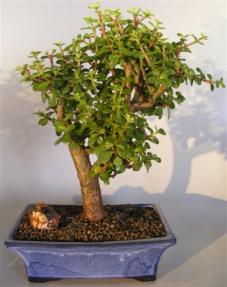 Baby Jade Bonsai Tree <br><i>(portulacaria afra)</i>