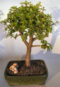 Baby Jade Bonsai Tree <br><i>(portulacaria afra)</i>