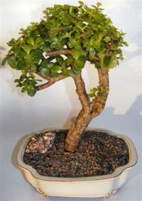 Baby Jade Bonsai Tree <br><i>(portulacaria afra)</i>