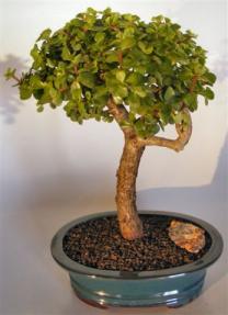 Baby Jade Bonsai Tree <br><i>(portulacaria afra)</i>