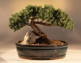 Juniper Bonsai Tree<br><i>(juniper procumbens nana)</i>