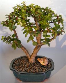 Baby Jade Bonsai Tree <br><i>(portulacaria afra)</i> 