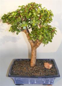 Baby Jade Bonsai Tree <br><i>(portulacaria afra)</i>