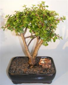 Baby Jade Bonsai Tree <br><i>(portulacaria afra)</i> 