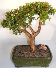 Baby Jade Bonsai Tree <br><i>(portulacaria afra)</i>