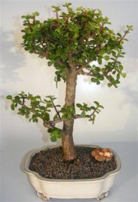 Baby Jade Bonsai Tree <br><i>(portulacaria afra)</i> 