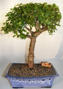 Baby Jade Bonsai Tree <br><i>(portulacaria afra)</i>